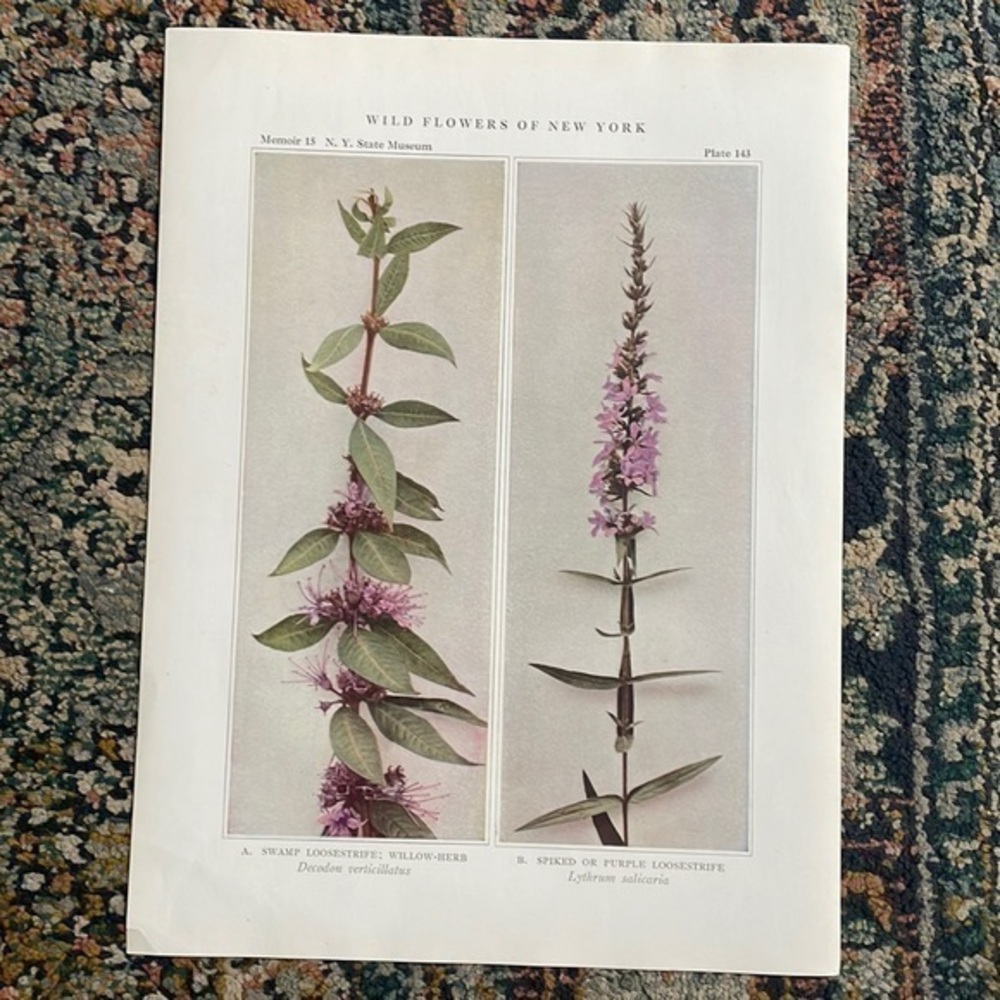 🌹FREE w/purchase Antique Botanical Plant Print Original 100 years old Vintage